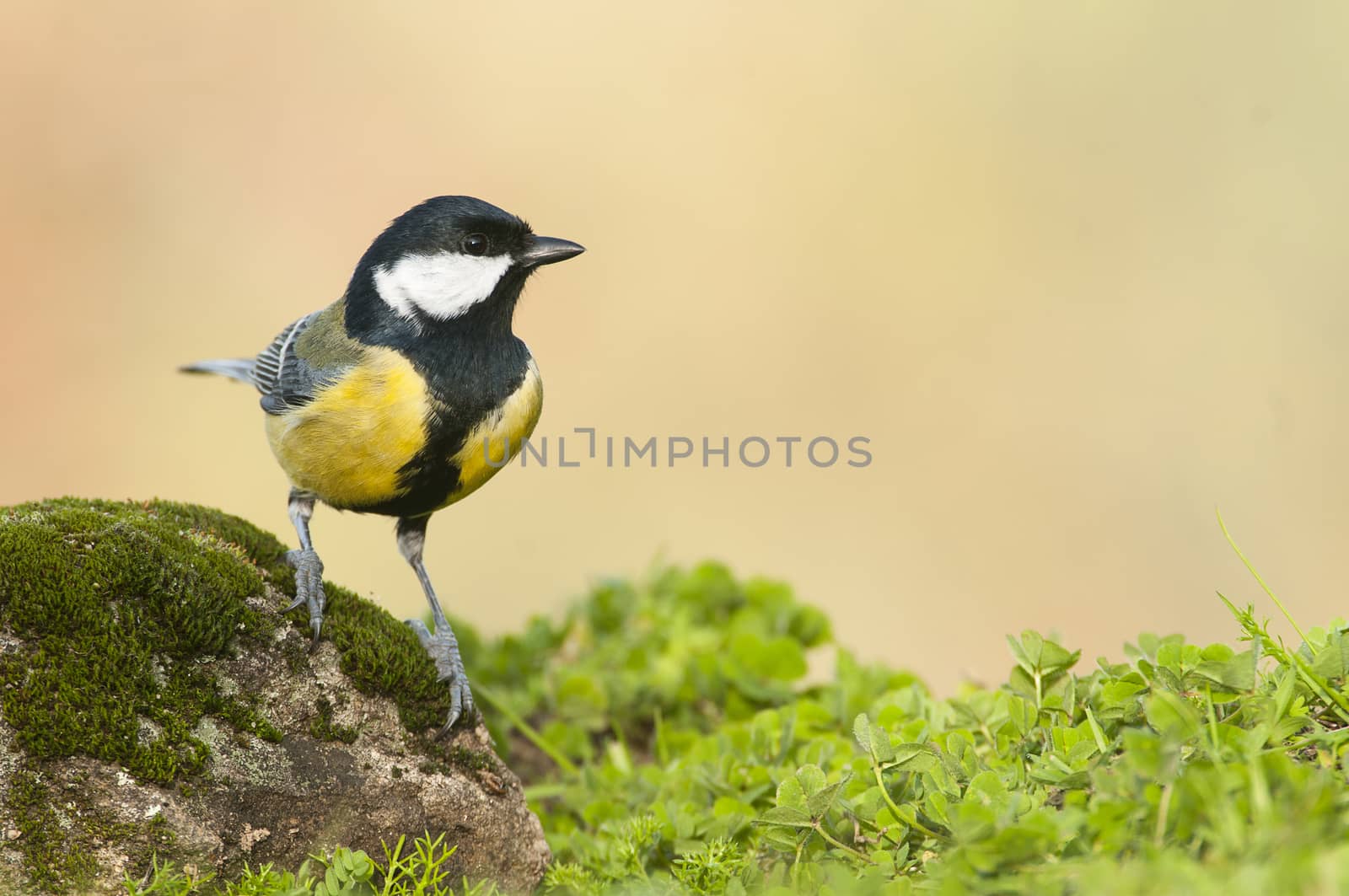 Great tit (Parus major). Garden bird, perched on a stone with mo by jalonsohu@gmail.com