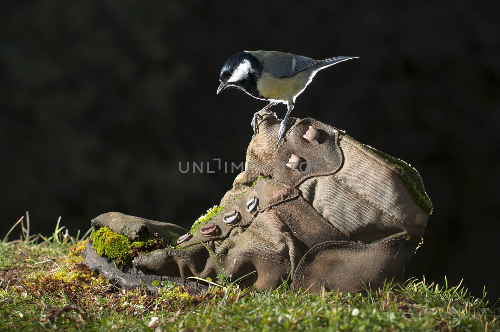 Great tit (Parus major). Garden bird, perched on an old boot by jalonsohu@gmail.com