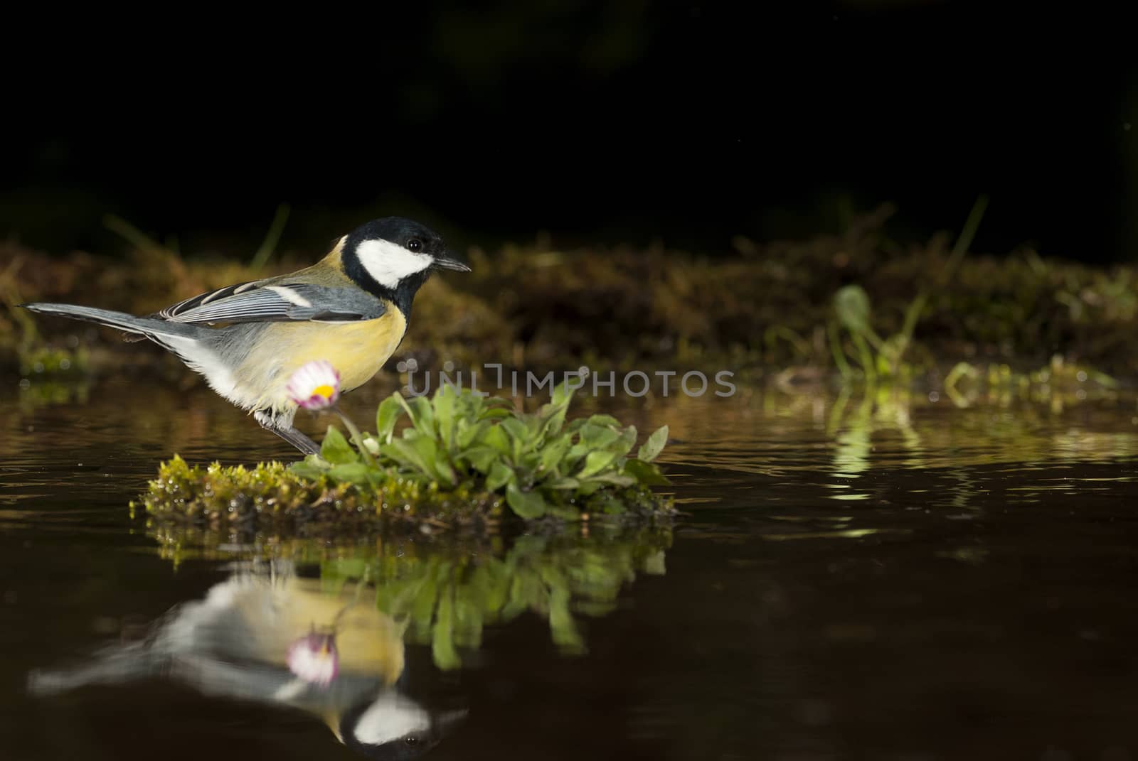 Great tit (Parus major). Garden bird, reflected in the water  by jalonsohu@gmail.com