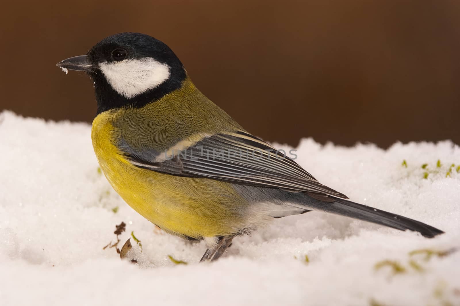 Great tit (Parus major). Garden bird, looking for food in the sn by jalonsohu@gmail.com