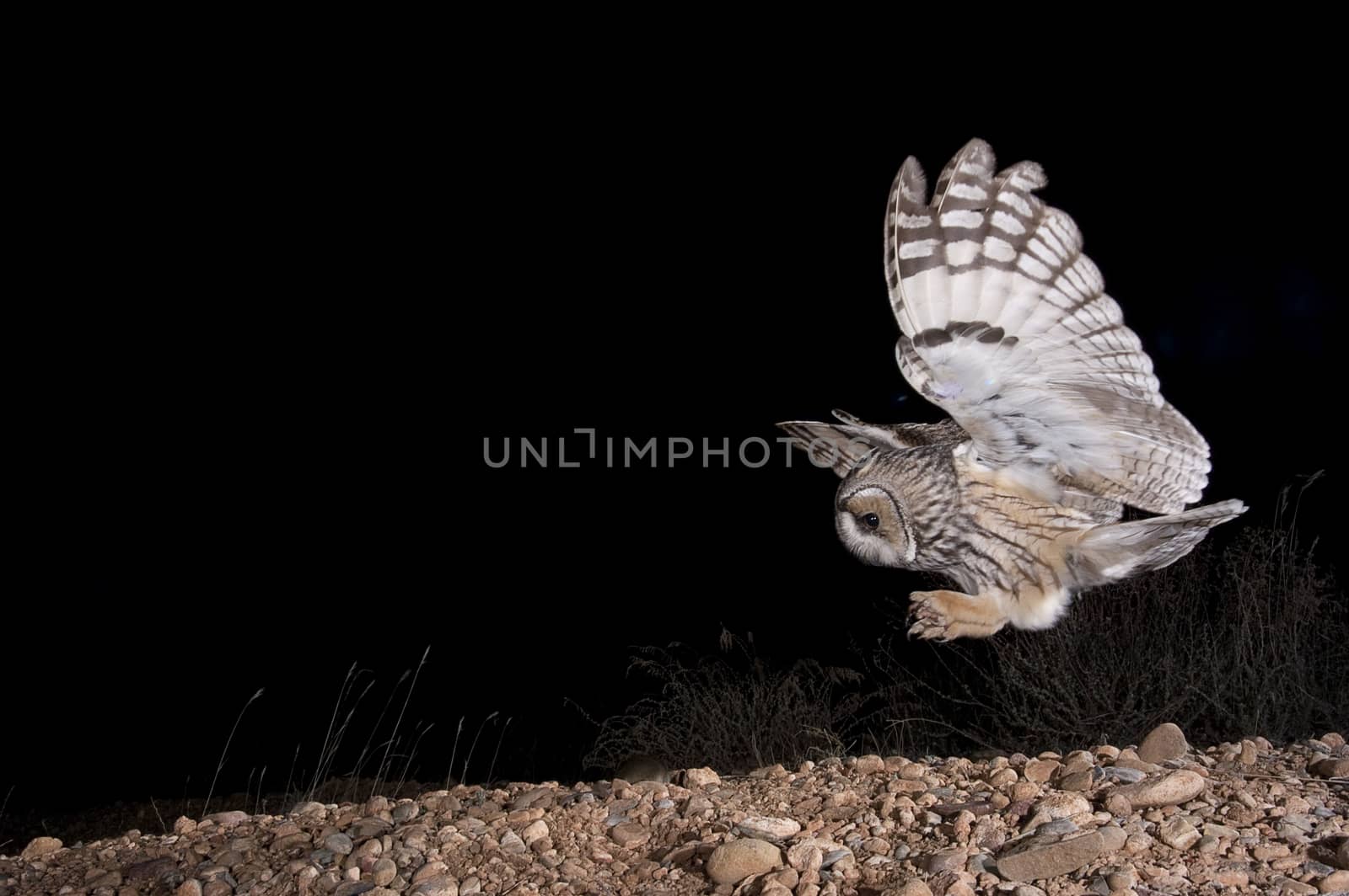 Long-eared owl (Asio otus), Hunting at night, in flight, flying by jalonsohu@gmail.com