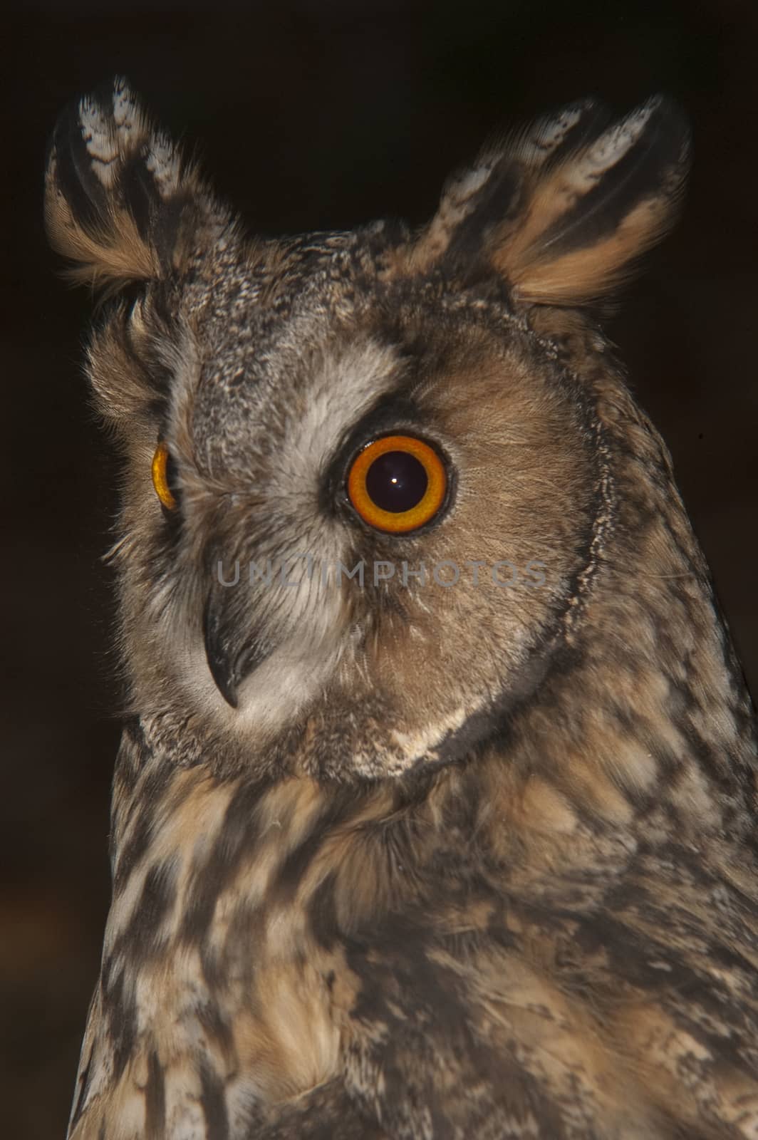 Long-eared owl (Asio otus), portrait with black background, ears and eyes of owl