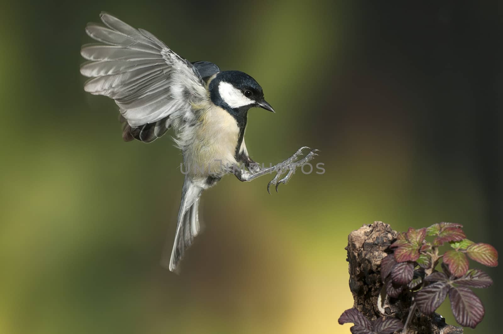 Great tit (Parus major). Garden bird, Flying with green backgrou by jalonsohu@gmail.com