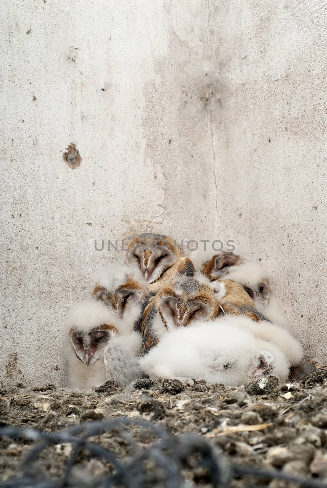 owl (Tyto alba), nest with chickens in an old house by jalonsohu@gmail.com