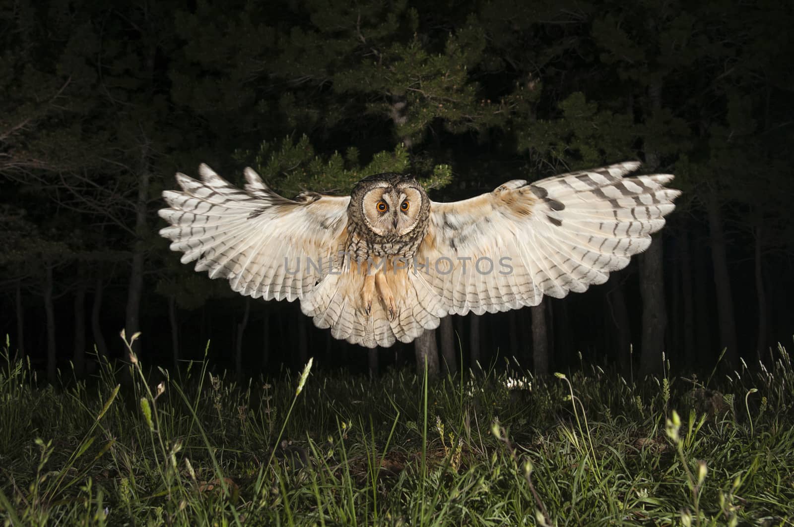 Long-eared owl (Asio otus), Hunting at night, in flight, flying by jalonsohu@gmail.com