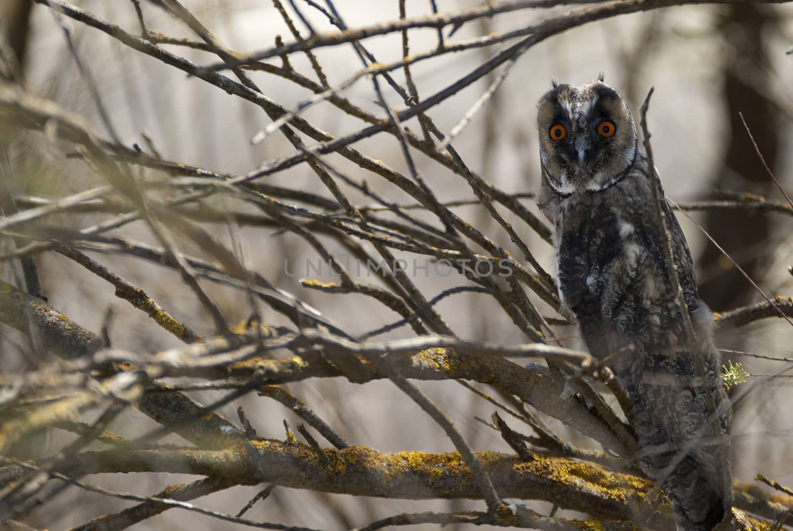 Long-eared owl, young (Asio otus), perched on the branches of a tree