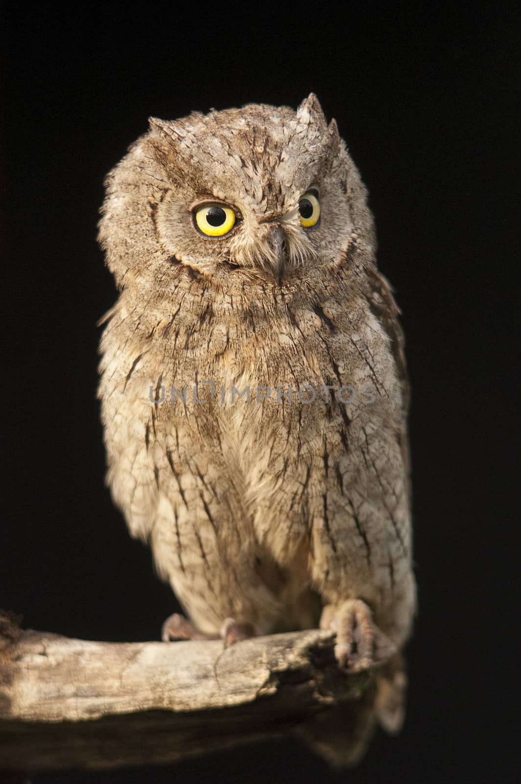 Eurasian Scops Owl, small owl, perched on a branch
