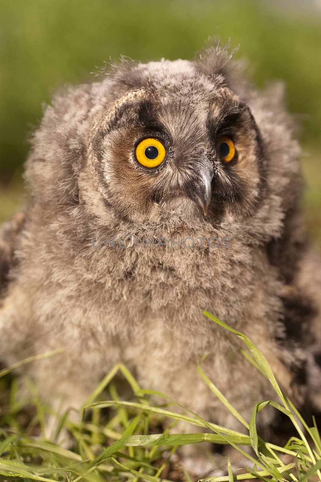 Long-eared owl, young (Asio otus), portrait  by jalonsohu@gmail.com