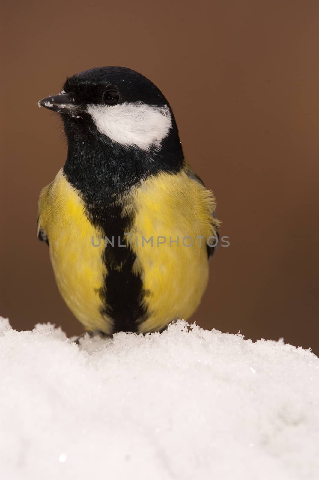 Great tit (Parus major). Garden bird, looking for food in the sn by jalonsohu@gmail.com
