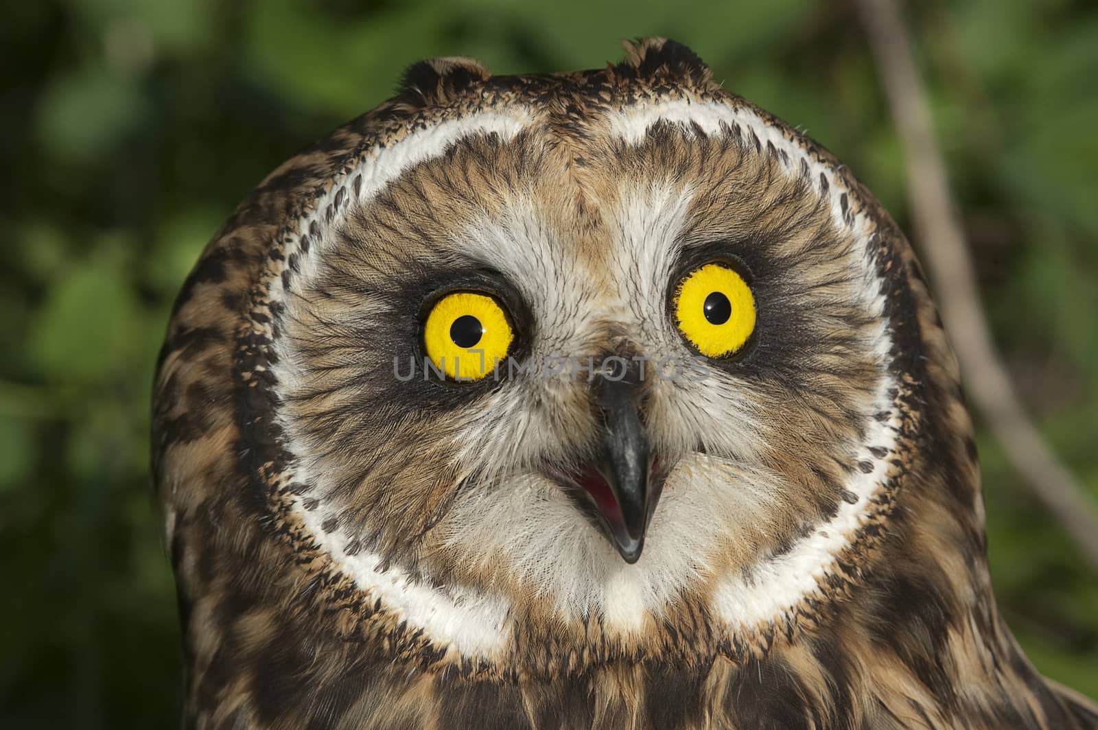 Short eared owl, Asio flammeus, country owl, portrait of eyes an by jalonsohu@gmail.com