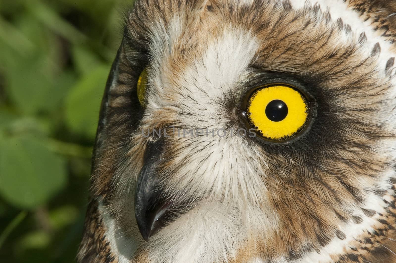Short eared owl, Asio flammeus, country owl, portrait of eyes and face