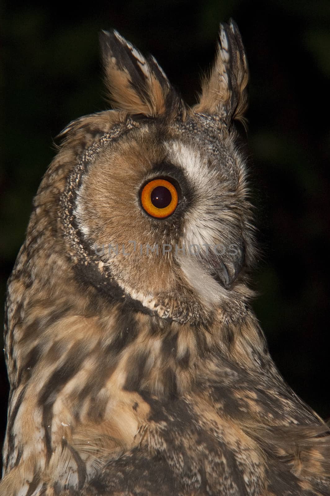 Long-eared owl (Asio otus), portrait with black background, ears by jalonsohu@gmail.com