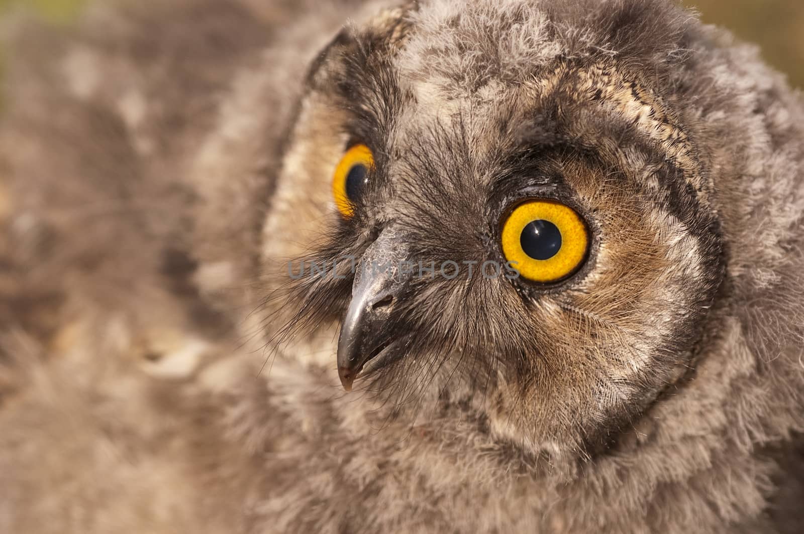 Long-eared owl, young (Asio otus), portrait  by jalonsohu@gmail.com