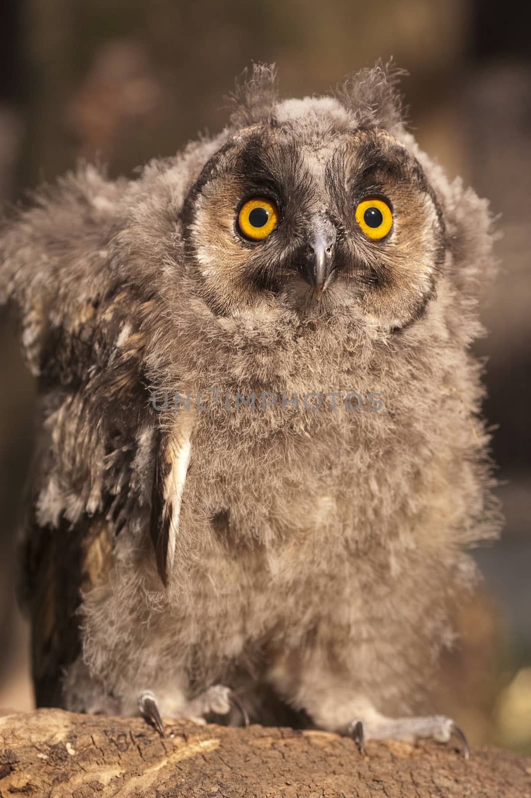 Long-eared owl, young (Asio otus), portrait