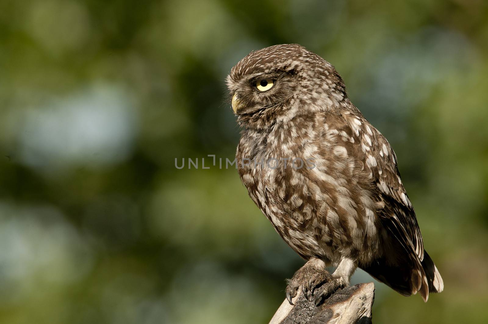 The little owl, nocturnal raptors, Athene noctua, perched on a log where the mouse hunts and small insects