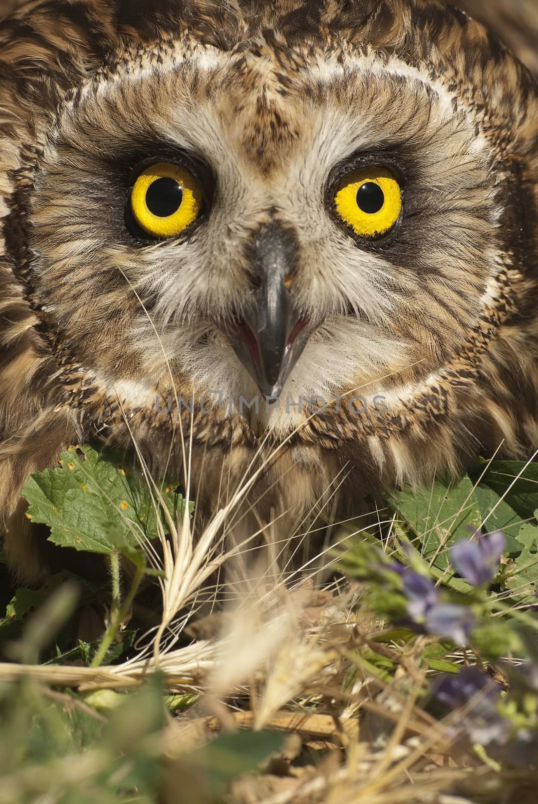 Short eared owl, Asio flammeus, country owl, portrait of eyes an by jalonsohu@gmail.com