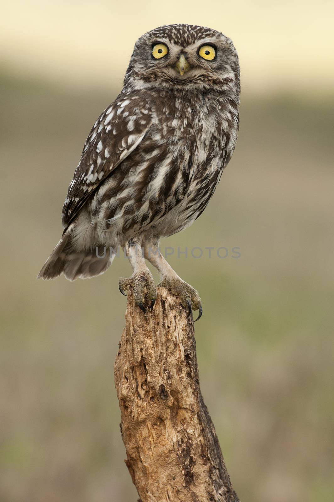 The little owl, nocturnal raptors, Athene noctua, perched on a log where the mouse hunts and small insects