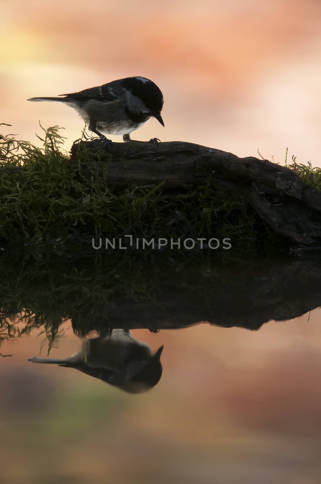 Coal tit (Periparus ater), Backlight and bird reflection by jalonsohu@gmail.com