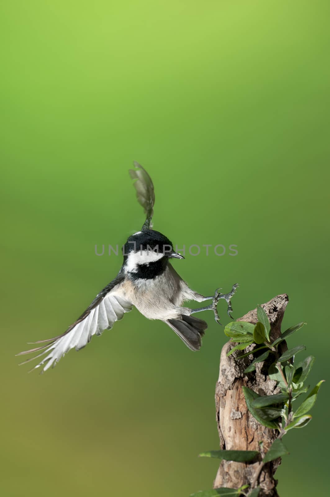 Coal tit (Periparus ater), bird flying by jalonsohu@gmail.com