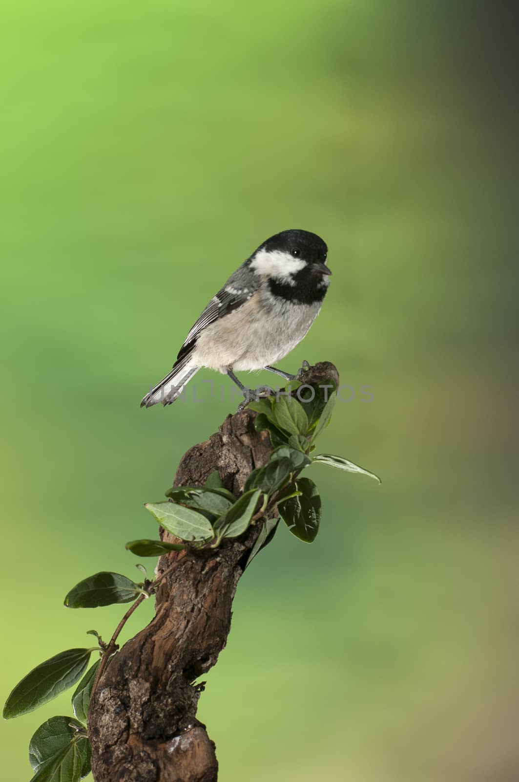 Coal tit (Periparus ater), bird looking for food by jalonsohu@gmail.com