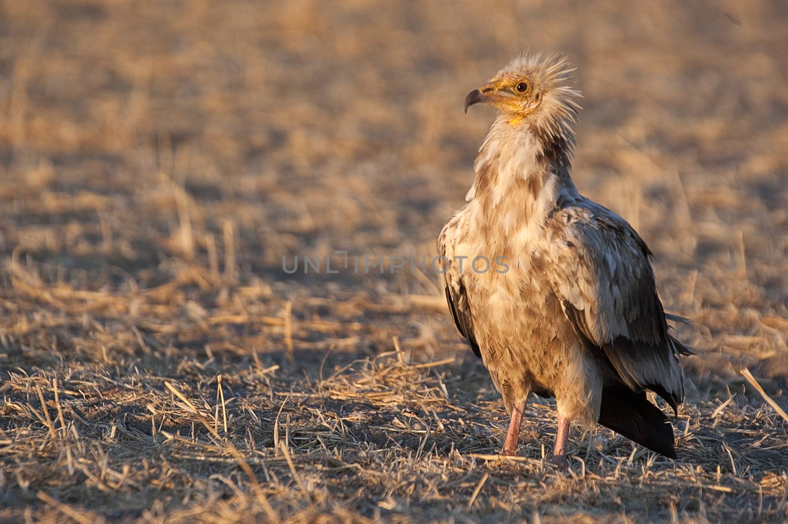 Egyptian Vulture (Neophron percnopterus), scavenger bird standing on the ground