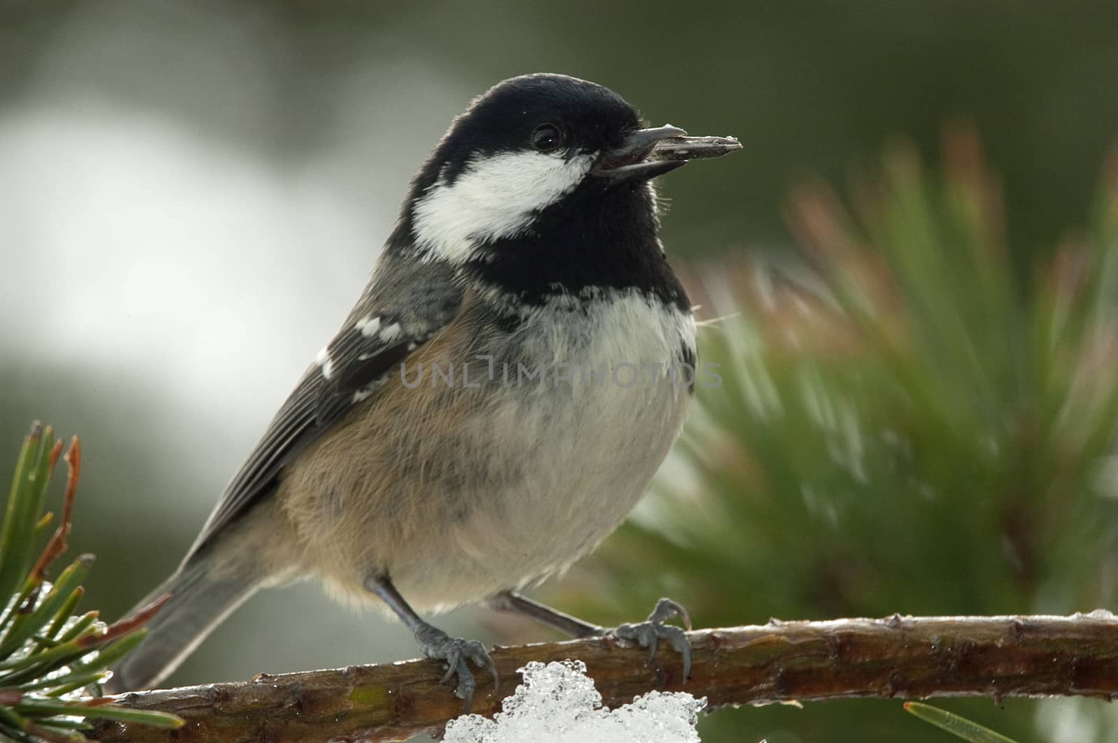 Coal tit (Periparus ater), Close-up of a bird