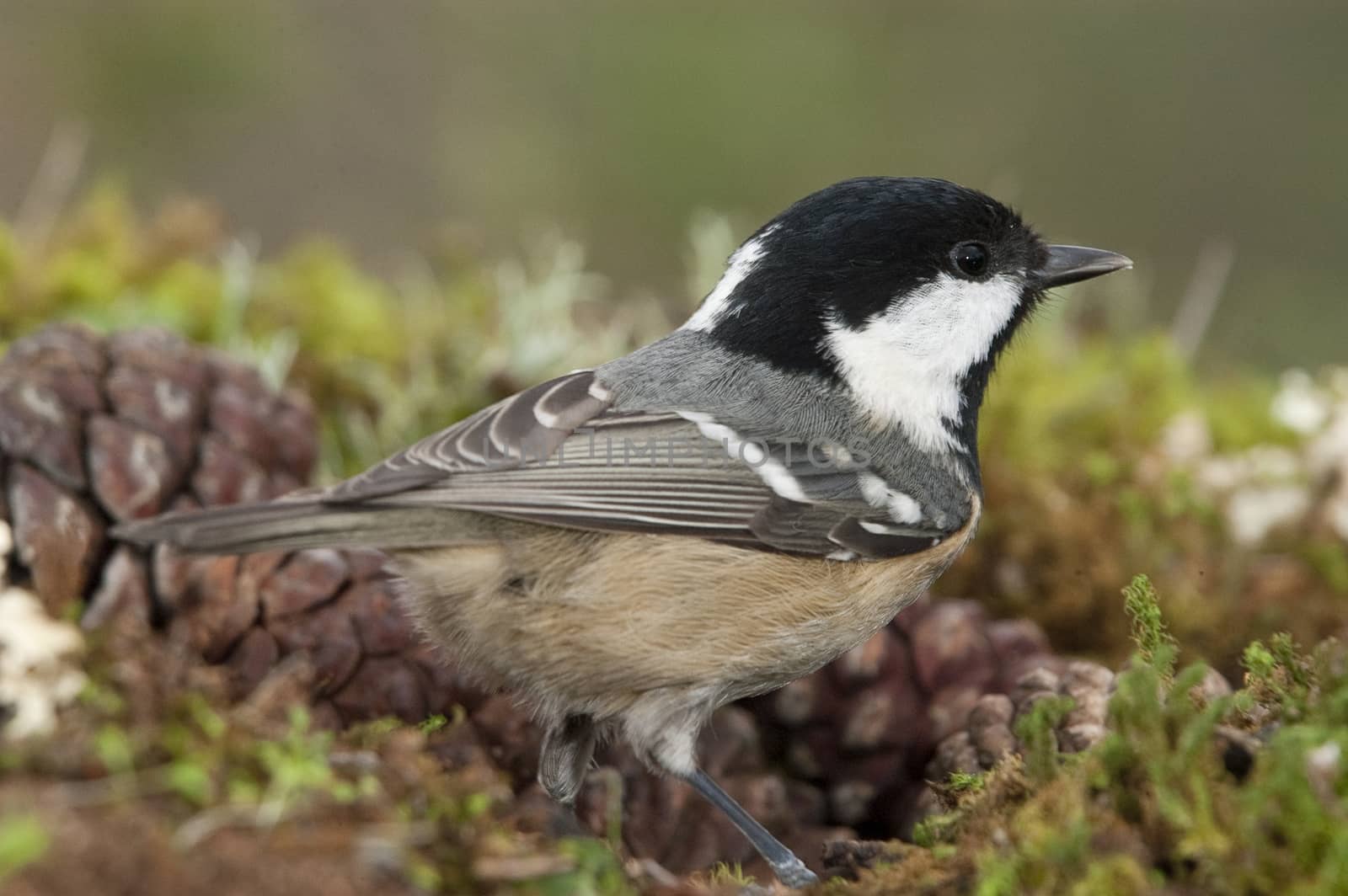 Coal tit (Periparus ater), Close-up of a bird