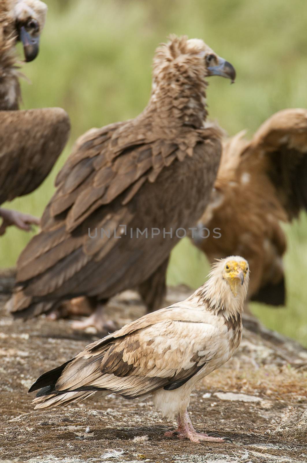 Egyptian Vulture (Neophron percnopterus), Cinereous Vulture Aegypius monachus, carrion birds, spain