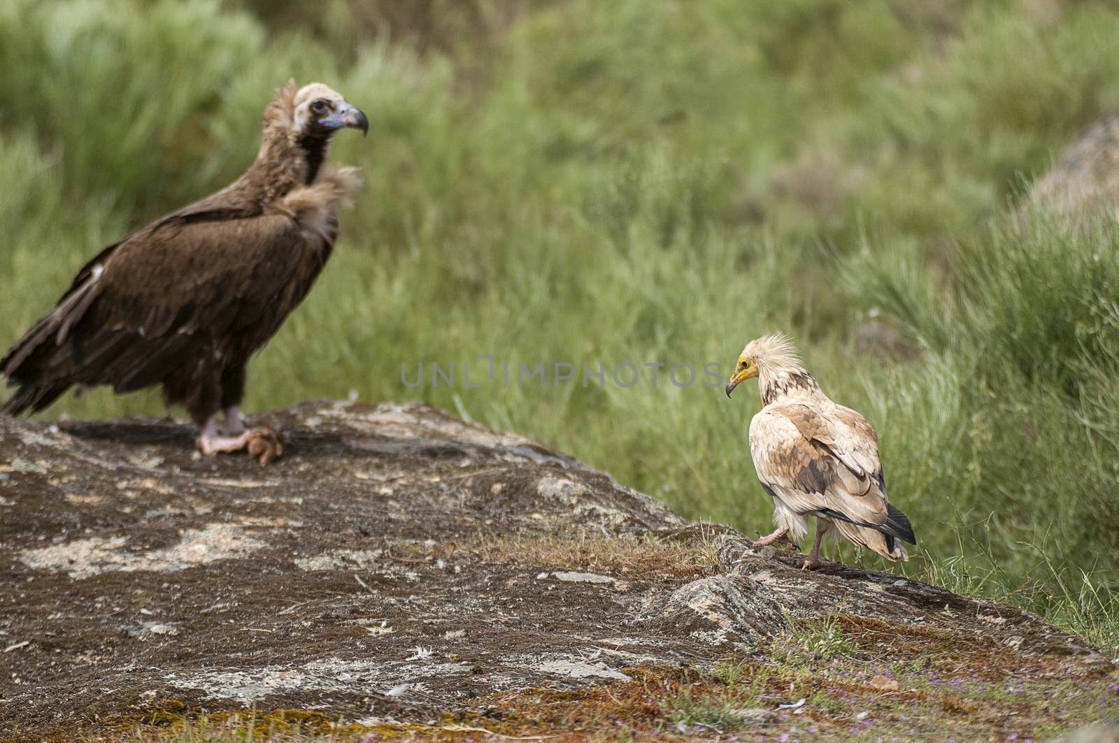 Egyptian Vulture (Neophron percnopterus), Cinereous Vulture Aegypius monachus, carrion birds, spain