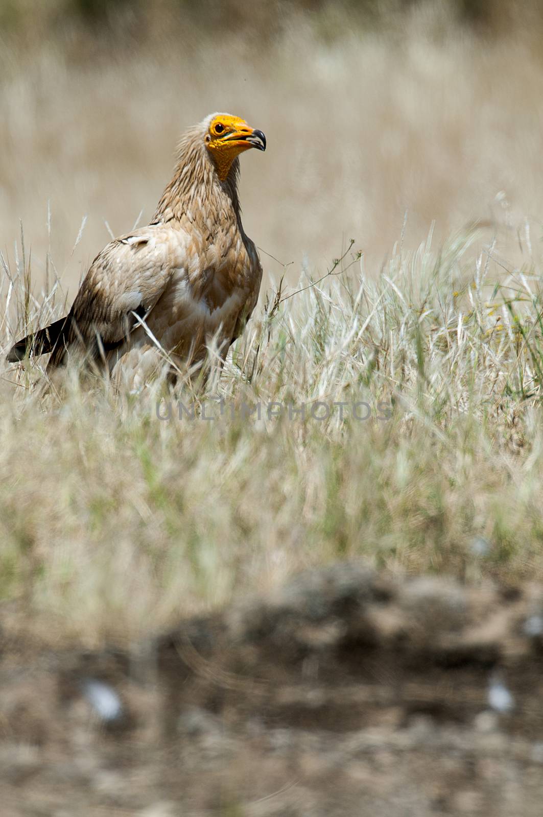 Egyptian Vulture (Neophron percnopterus), scavenger bird standin by jalonsohu@gmail.com