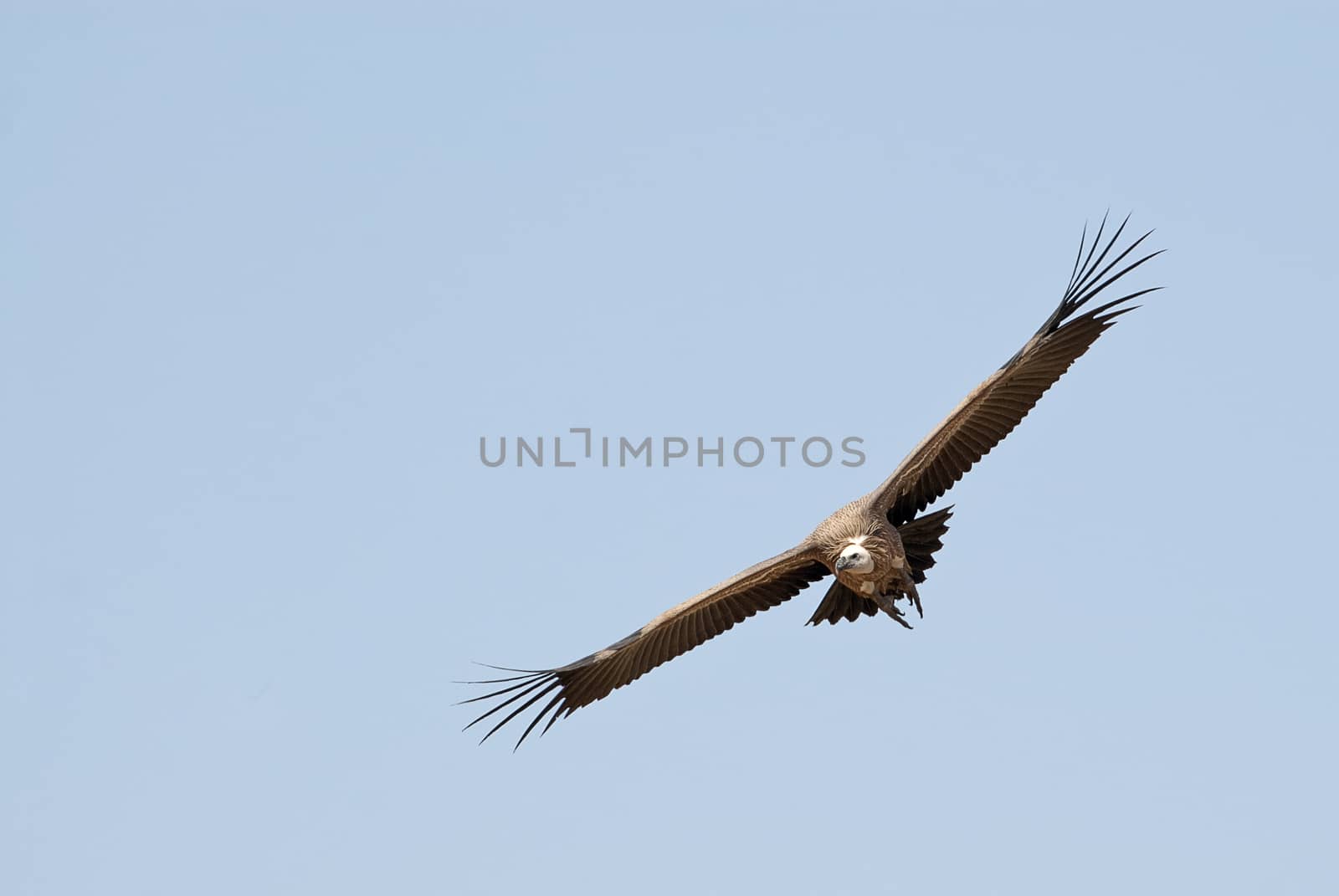 Griffon Vulture (Gyps fulvus) flying, silhouette of bird