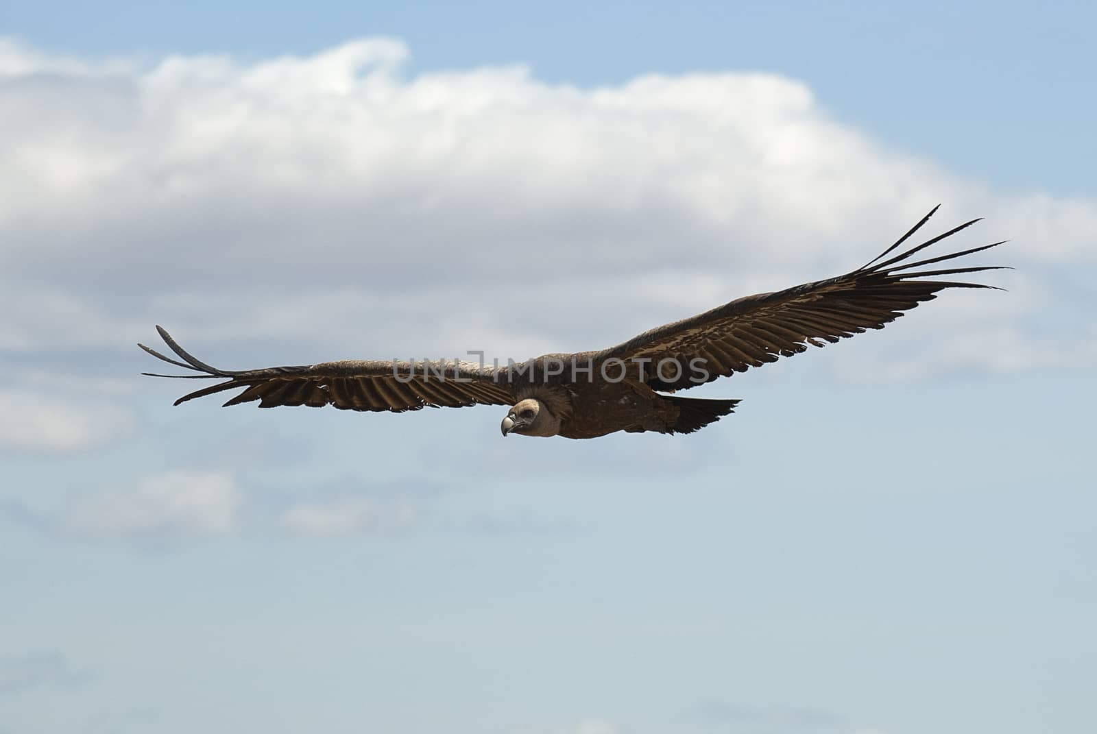 Griffon Vulture (Gyps fulvus) flying, silhouette of bird