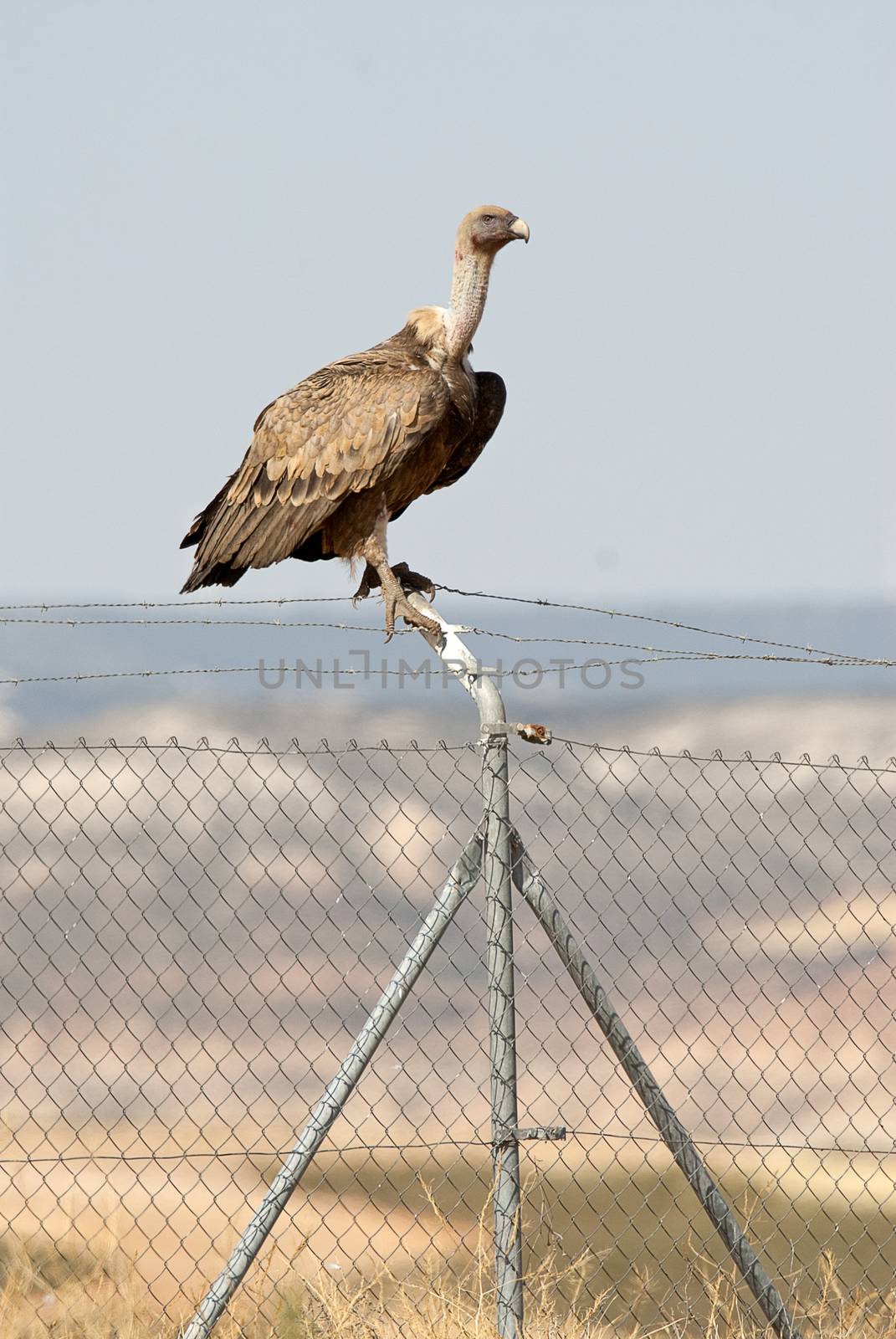 Griffon Vulture, Gyps fulvus, bird of prey standing on a fence by jalonsohu@gmail.com