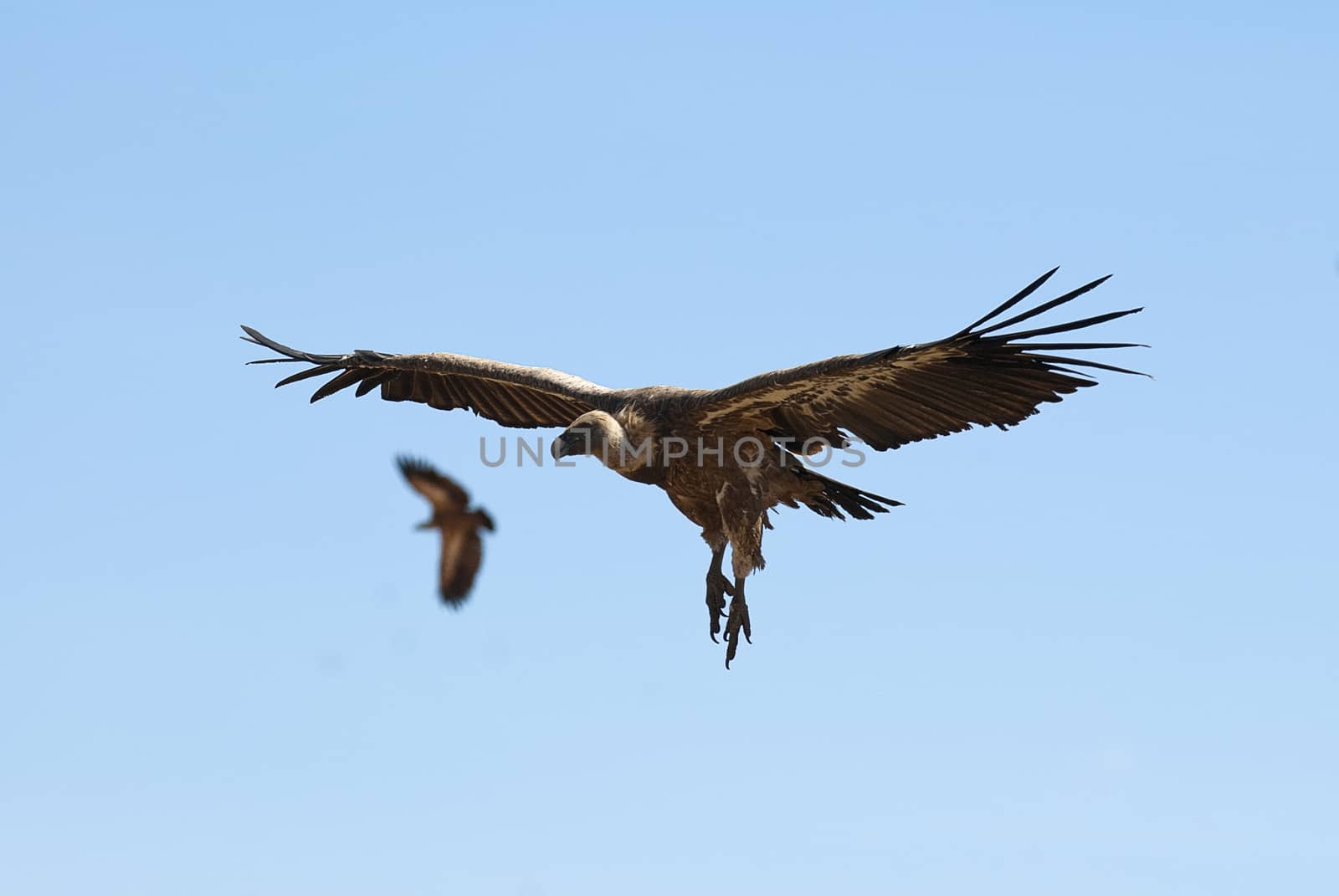 Griffon Vulture (Gyps fulvus) flying, silhouette of bird