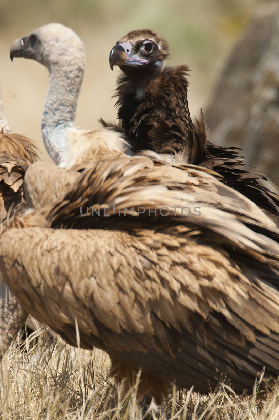 Griffon Vulture, Gyps fulvus, Black Vulture or Cinereous Vulture