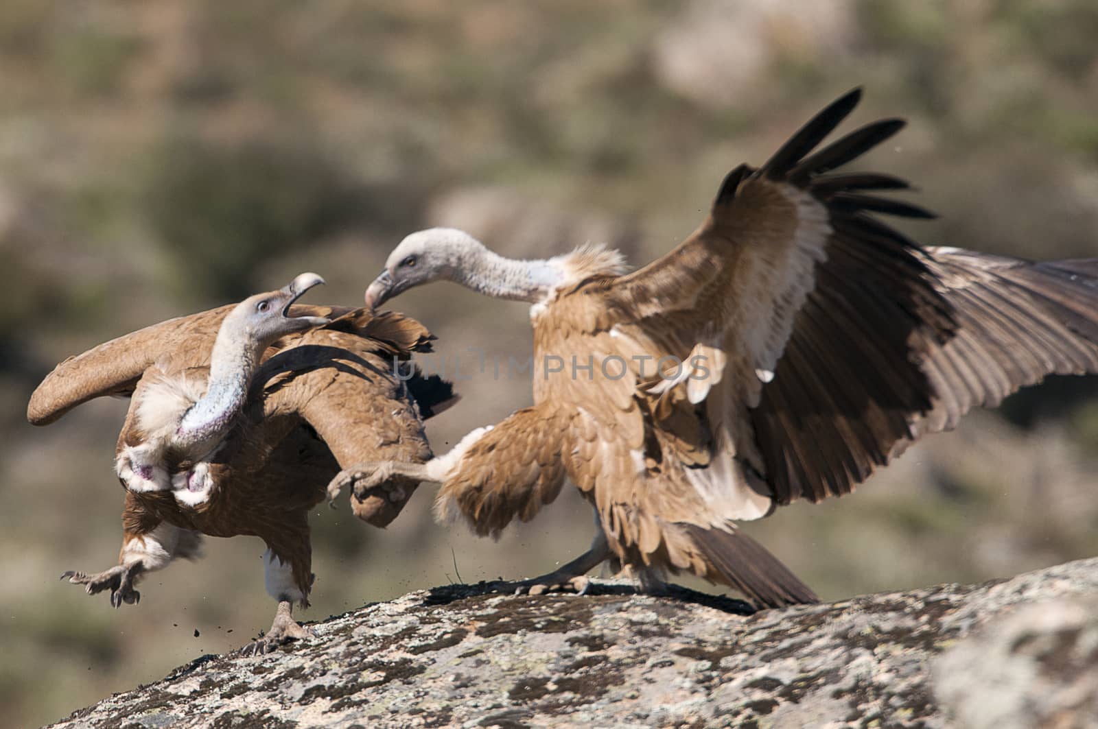 Griffon vulture, Gyps fulvus, large birds of prey sitting on the stone in a mountain