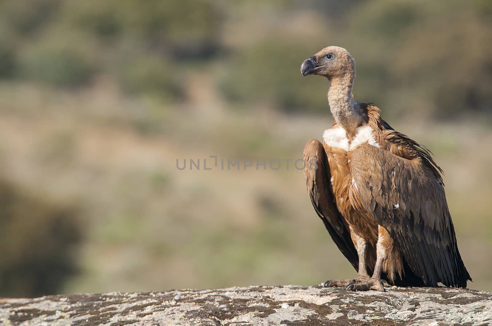 Griffon vulture, Gyps fulvus, large birds of prey sitting on the stone in a mountain