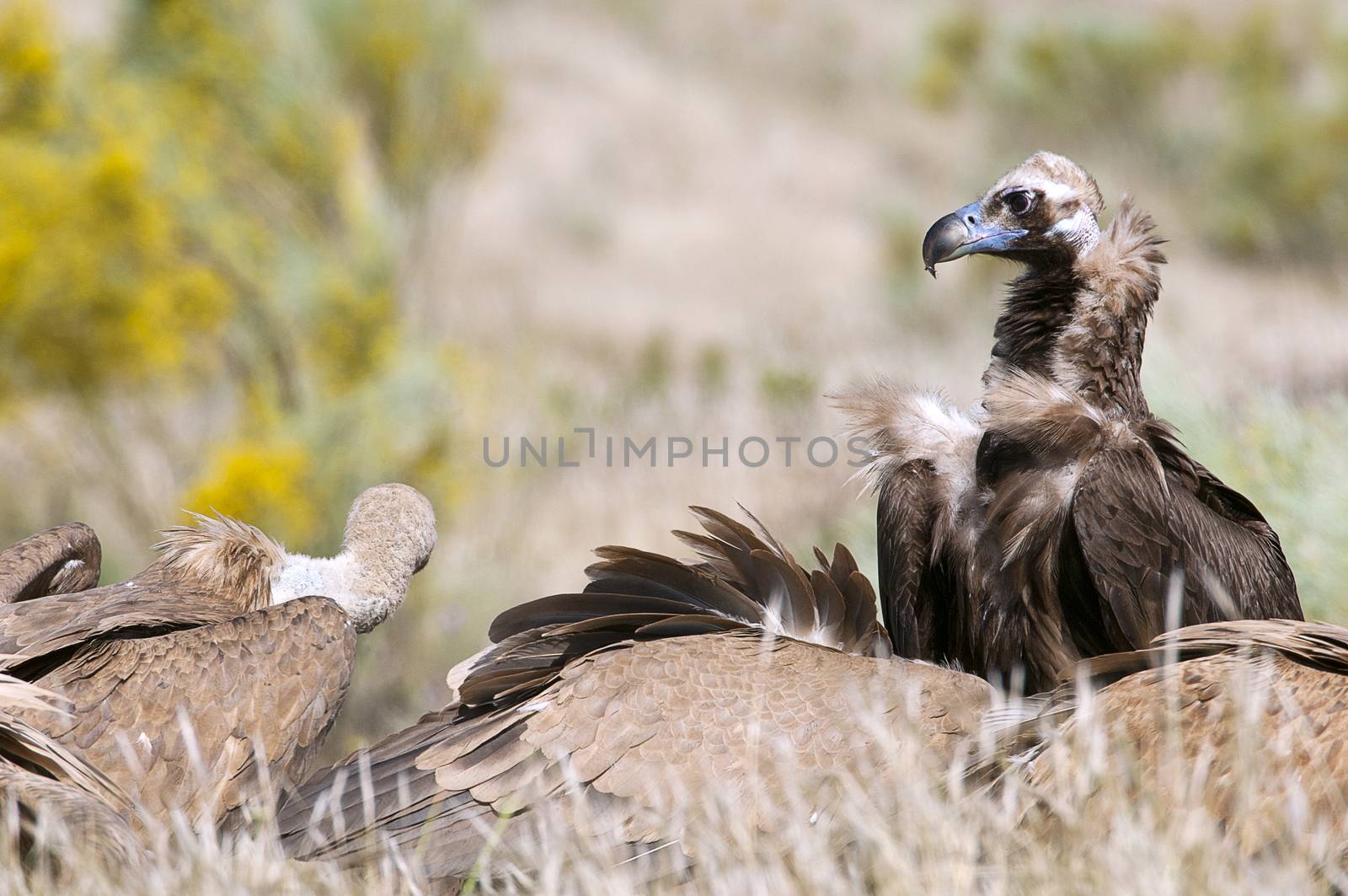 Griffon Vulture, Gyps fulvus, Black Vulture or Cinereous Vulture (Aegypius monachus) carrion birds, spain