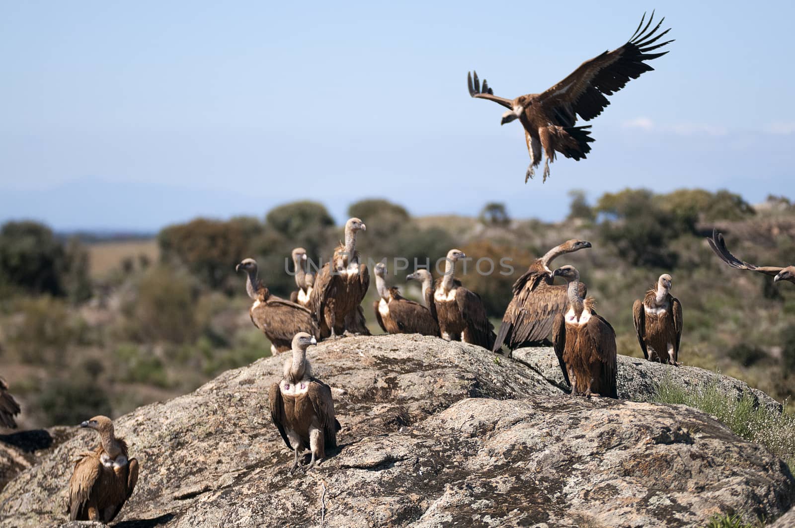 Griffon vulture, Gyps fulvus, large birds of prey sitting on the stone in a mountain