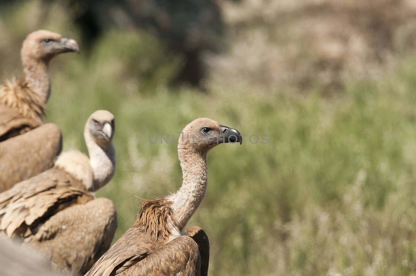 Griffon vulture, Gyps fulvus, large birds of prey sitting on the