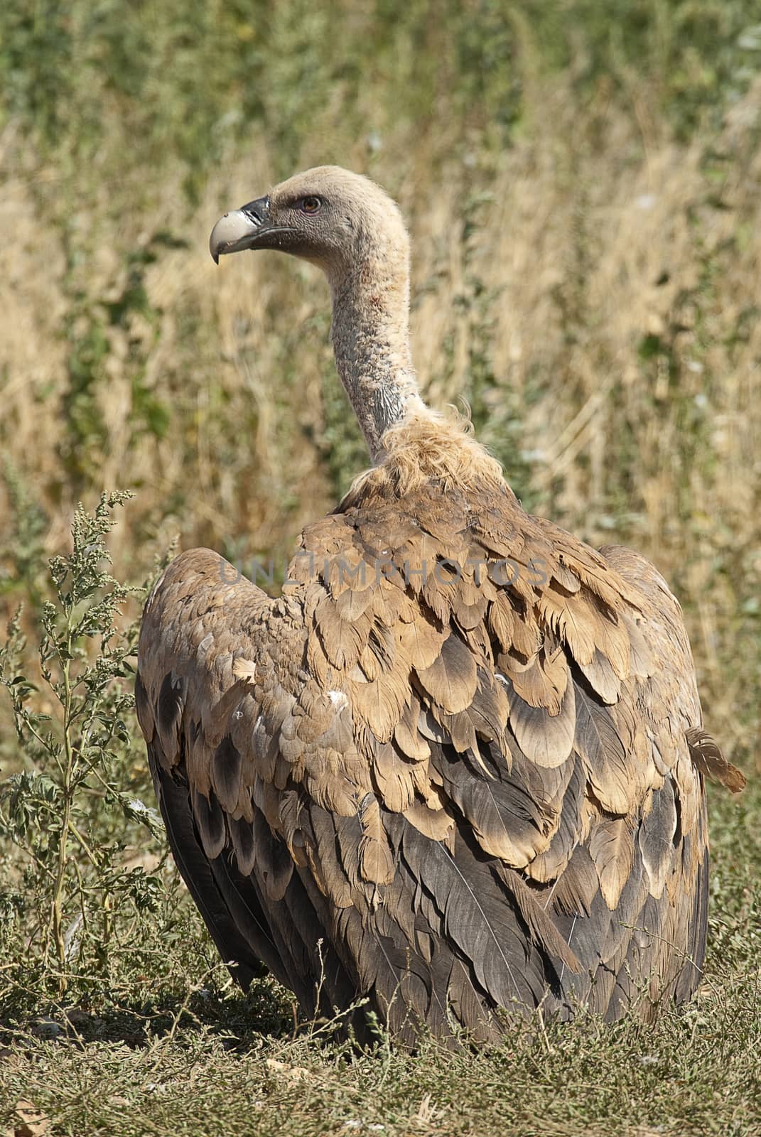 Griffon vulture, Gyps fulvus, raptor bird carrion portrait by jalonsohu@gmail.com