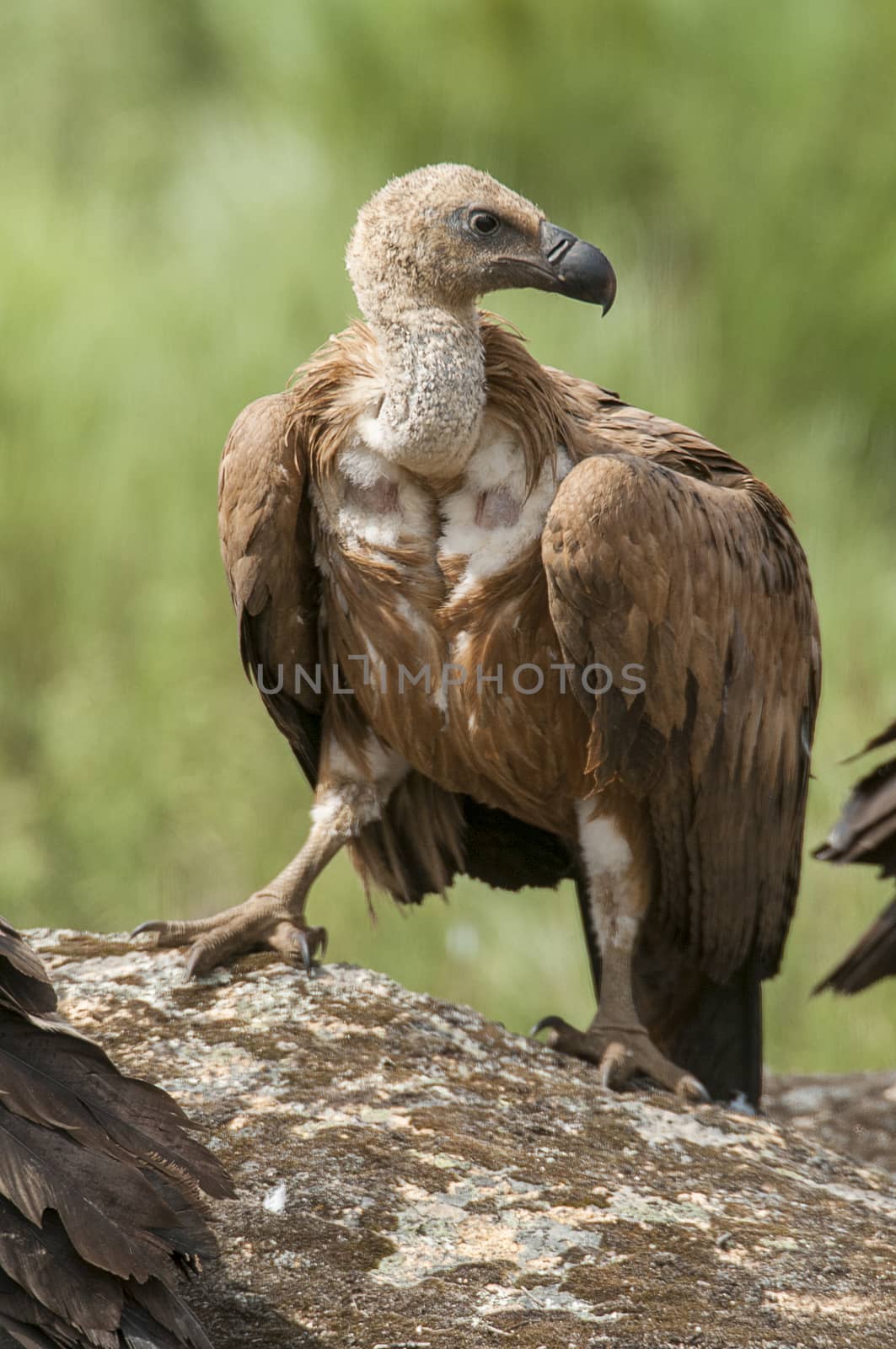Griffon vulture, Gyps fulvus, raptor bird carrion portrait