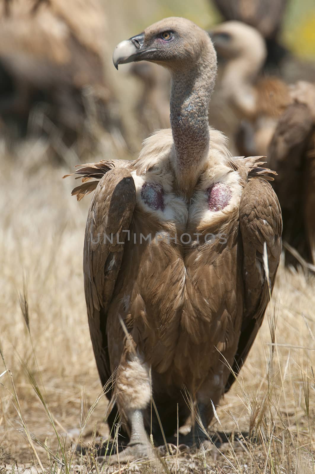 Griffon vulture, Gyps fulvus, raptor bird carrion portrait  by jalonsohu@gmail.com