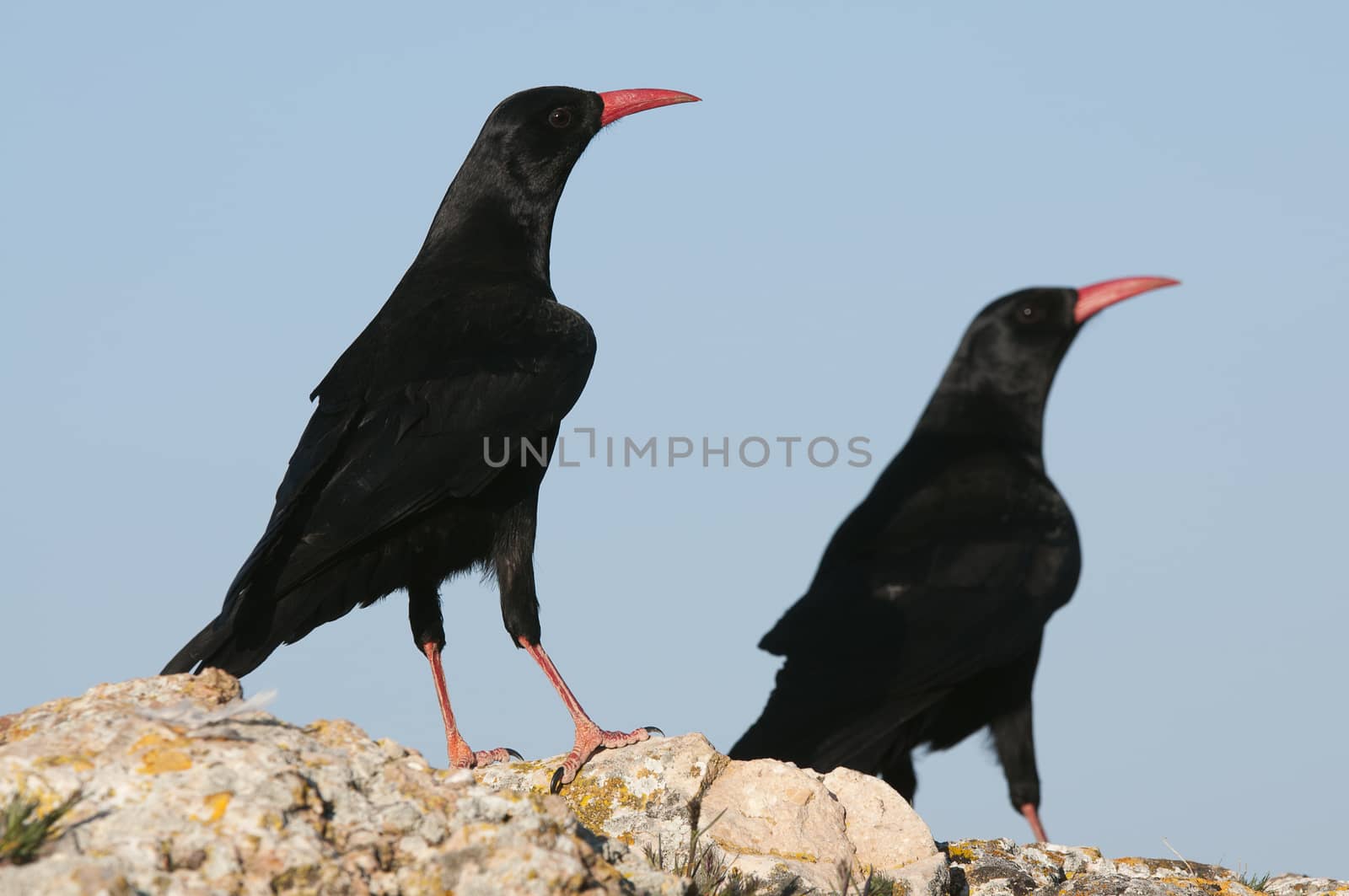 Red billed Chough, Pyrrhocorax pyrrhocorax, pair of birds standing on a rock