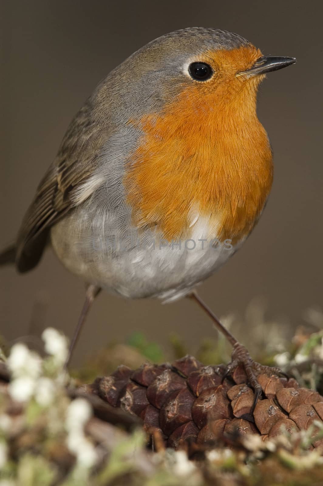 Robin - Erithacus rubecula, bird close-up