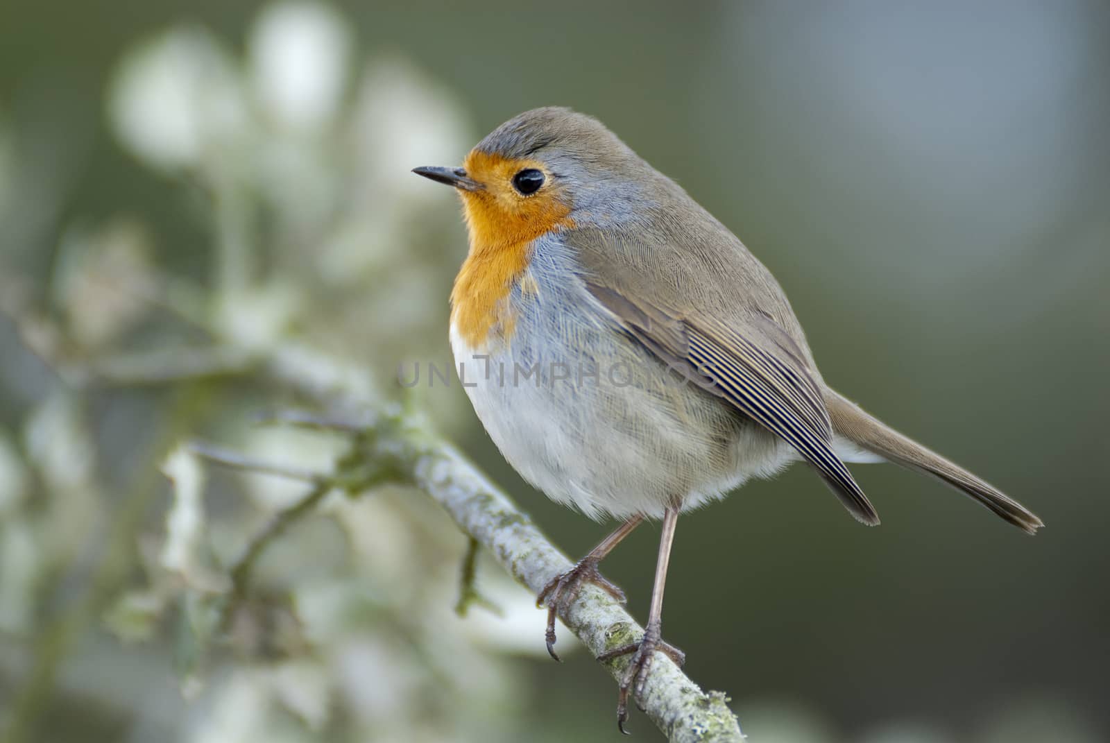 Robin - Erithacus rubecula, standing on a branch