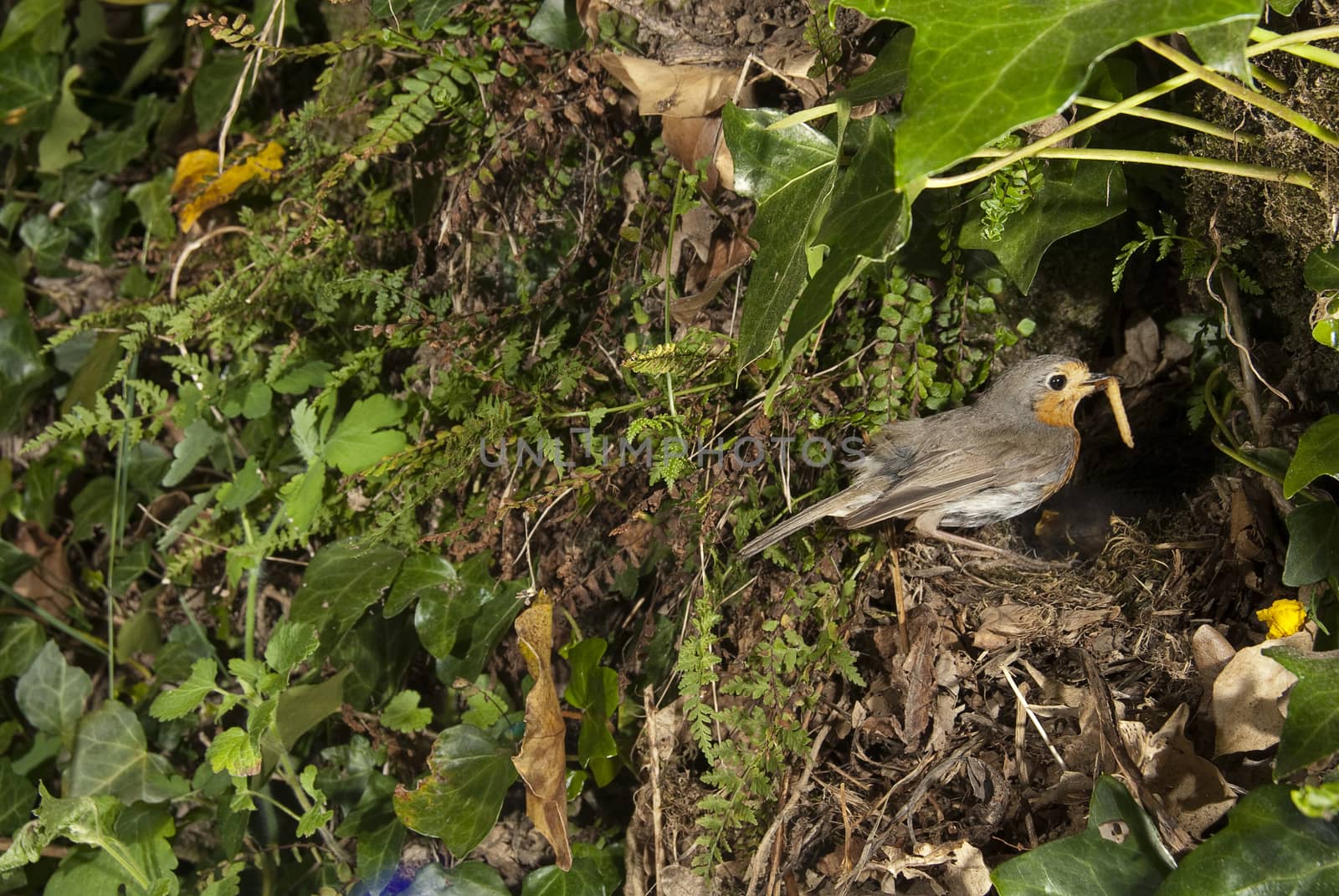 Robin - Erithacus rubecula, reaching the nest with food