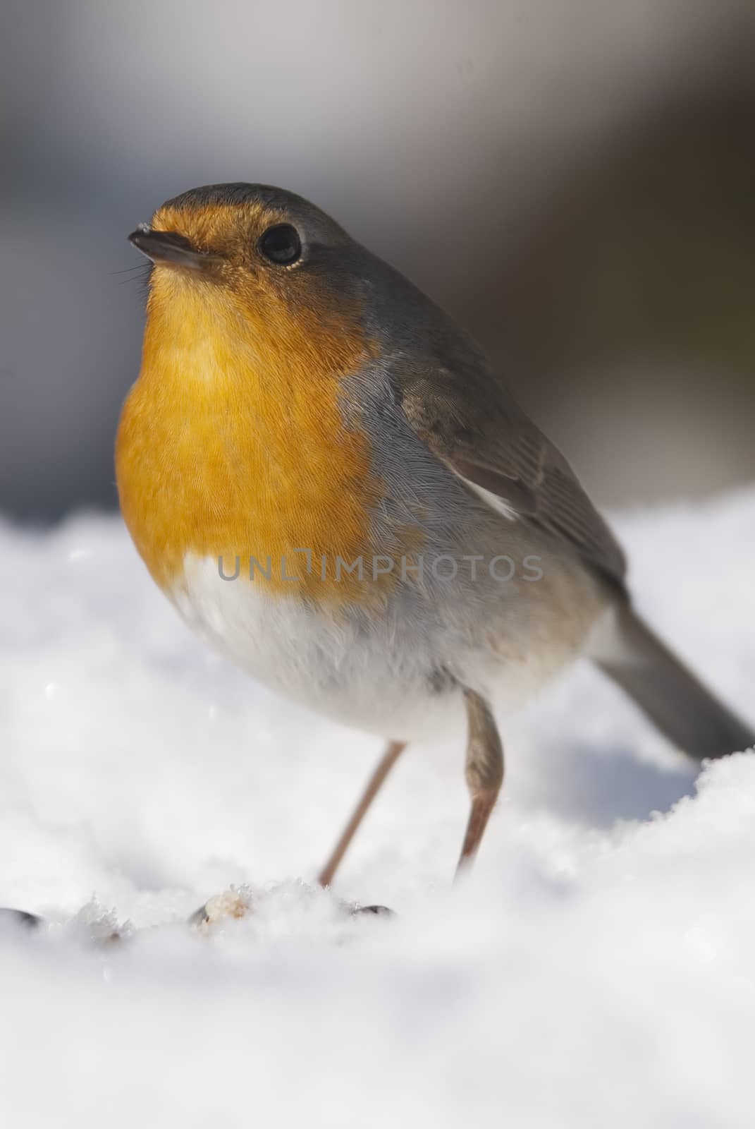 Robin - Erithacus rubecula, bird in the snow
