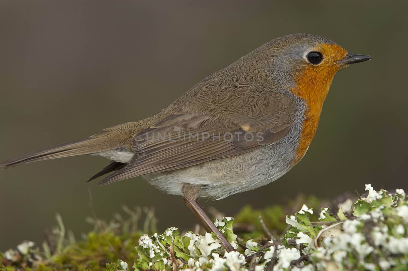 Robin - Erithacus rubecula, standing on the ground