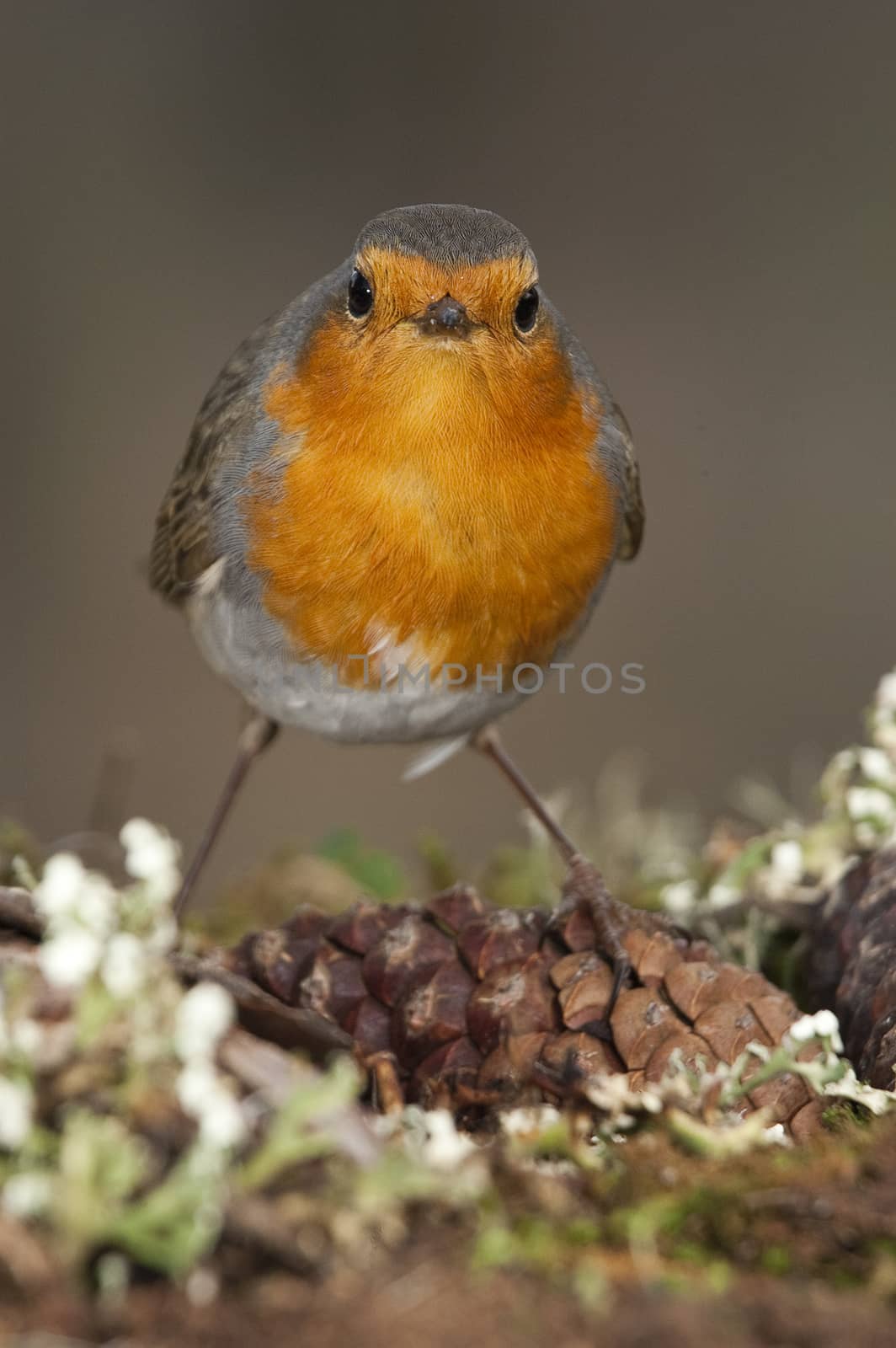 Robin - Erithacus rubecula, bird close-up  by jalonsohu@gmail.com